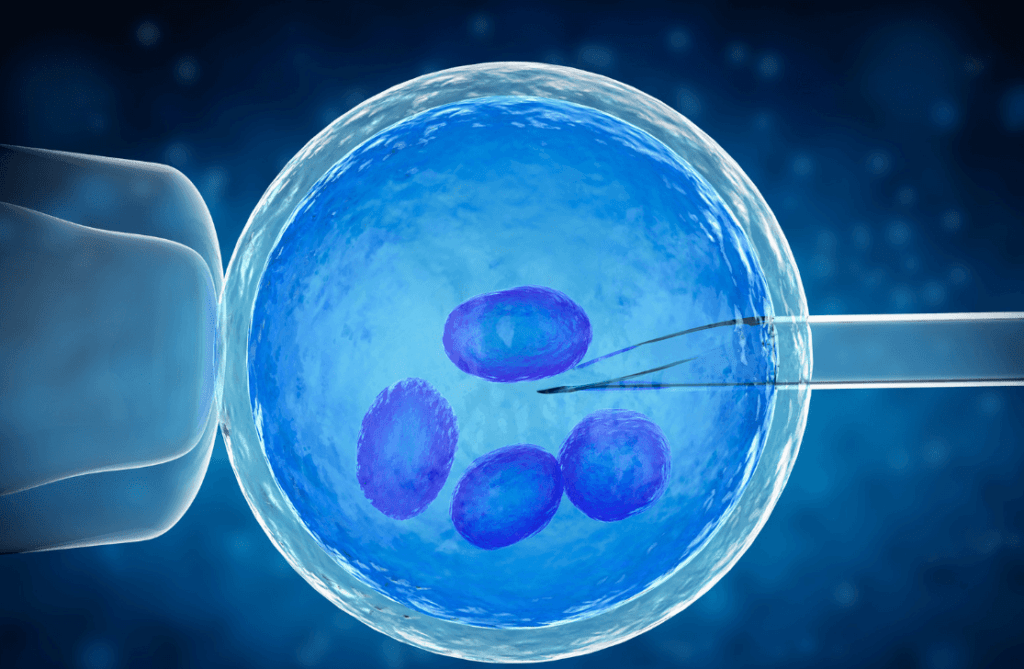 IVF (In Vitro Fertilization)